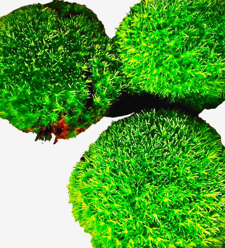 Leucobryum Glaucum 'pin cushion moss'  3x3cm   (1 piece)
