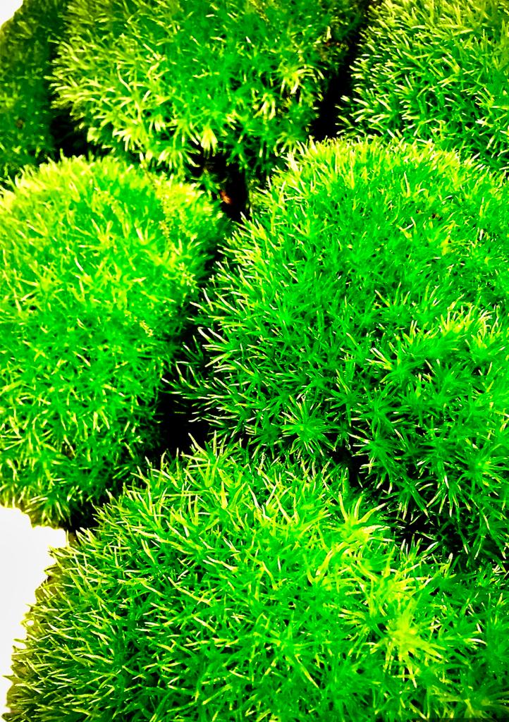 Leucobryum Glaucum 'pin cushion moss'  3x3cm   (1 piece)