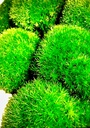 Leucobryum Glaucum 'pin cushion moss'  3x3cm   (1 piece)