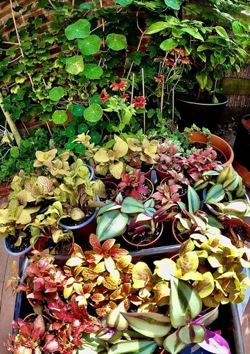 [A variety of 3 terrarium plants. Includes 2 small starmoss] Forest veriety box ||surprise mix|| medium