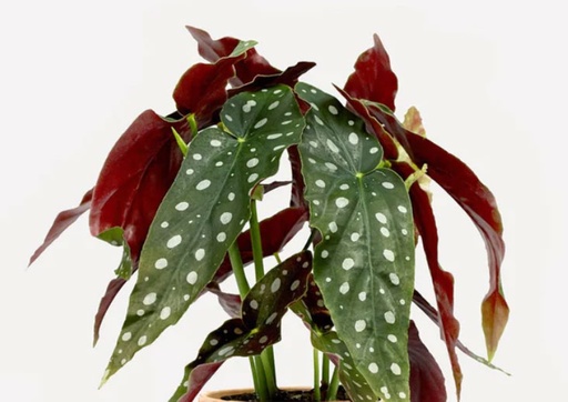 Begonia Maculata 'polkadot'