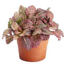 Fittonia 'pink bubble' -pot size 7