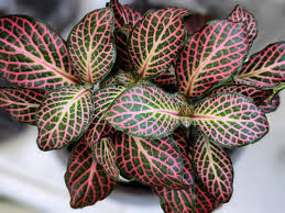 Fittonia 'pink skeleton' -pot size 5