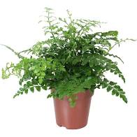 Phlebodium 'asplenium parvati' -pot size 9