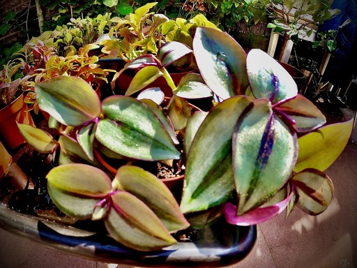 Tradescantia zebrina -potsize 5