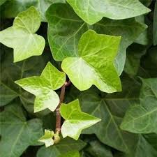 hedera 'hibernica' large rooted plantcutting (no pot)