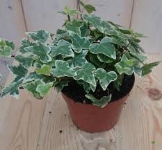rooted plantcutting Hedera 'glacier' -medium (no pot)